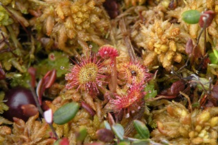 DSCN0037.JPG