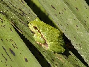 DSC_0070.JPG