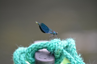 DSC_0318.JPG