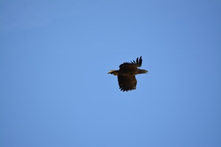 DSC_0575.JPG